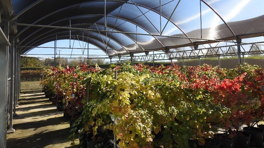 cibrian 1 (2) c|cibrian 2 c|cibrian 3 c|OLYMPUS DIGITAL CAMERA